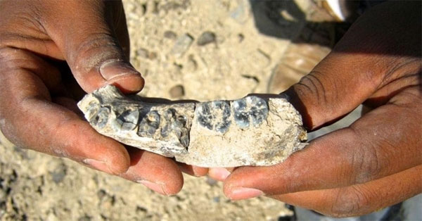 في حدث نادر: رصد ورم في حفرية حيوان عمرها 255 مليون عام