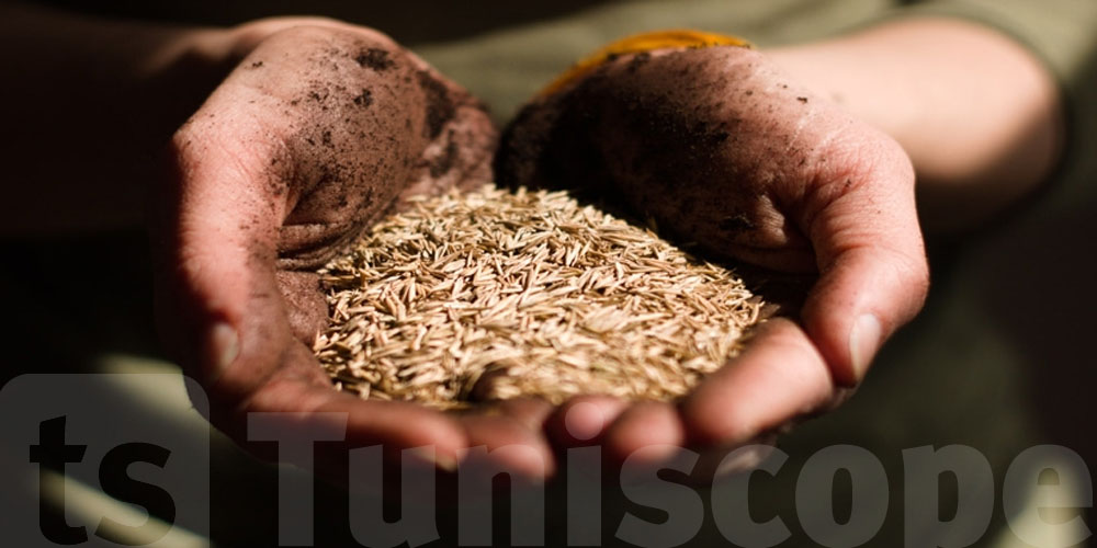 Baisse des prix des tourteaux de Soja