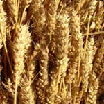 Importation de 1.5 million tonnes de blé en 2013