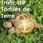 Tunisie - Libye : Trafic des ''tortues de terre''