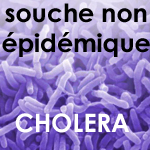 La souche de choléra découverte à Tunis est non épidémique