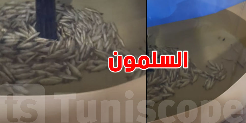 كان باش يدخل للسوق بعد أشهر: انقطاع الكهرباء ينهي حلم مشروع ''السلمون''
