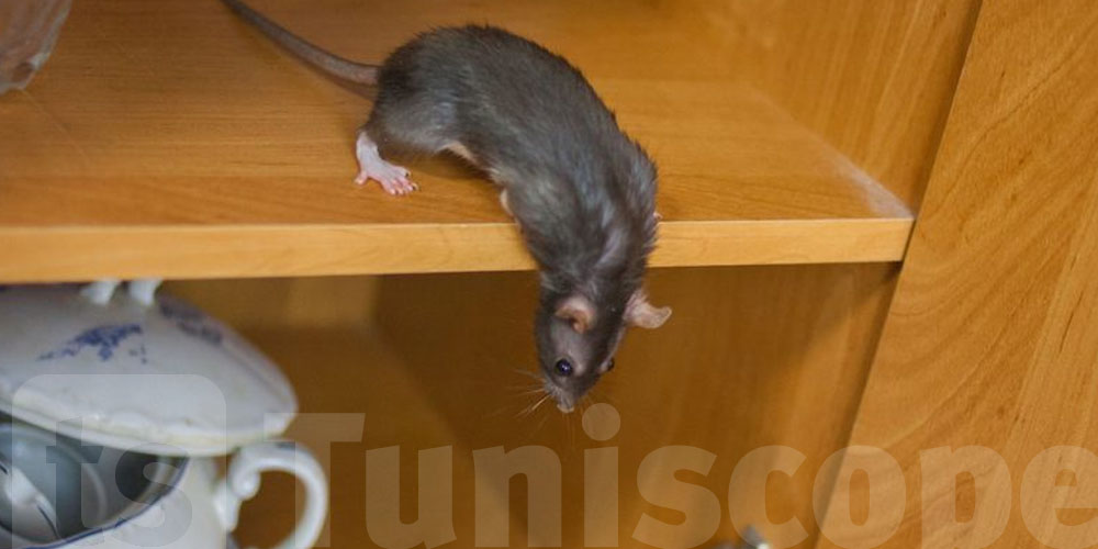 شنوّا تعمل إلذا لقيت فأر في كوجينتك؟