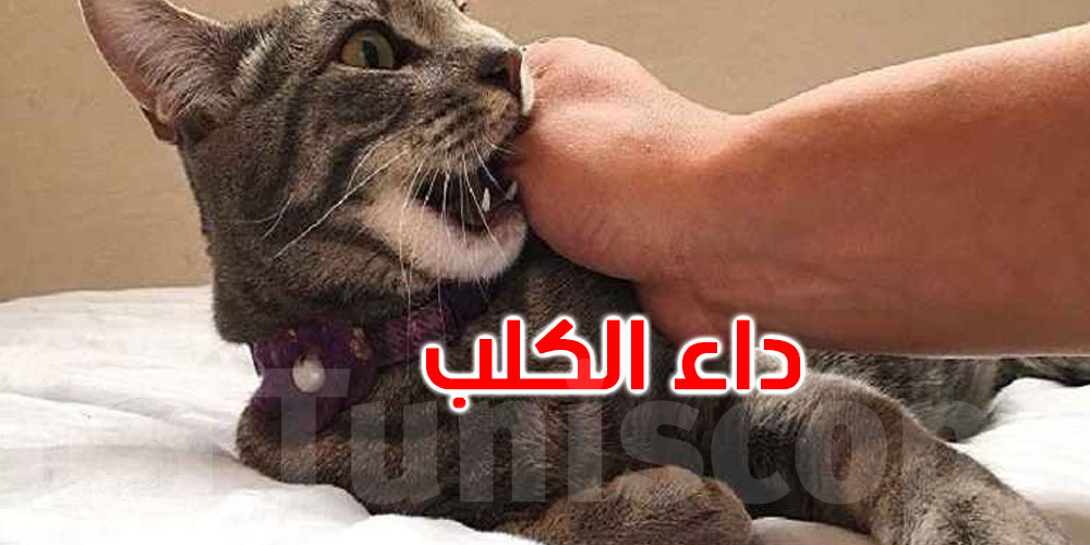 خطير: سوسة: قطة مصابة بداء الكلب تتسبّب في وفاة شاب لم يبلغ العشرين