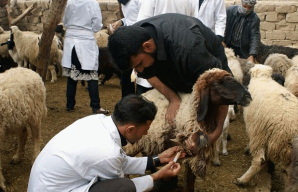 وزارة الفلاحة تؤكّد : الطاعون هو سبب نفوق عدد من الخرفان بولاية بنزرت