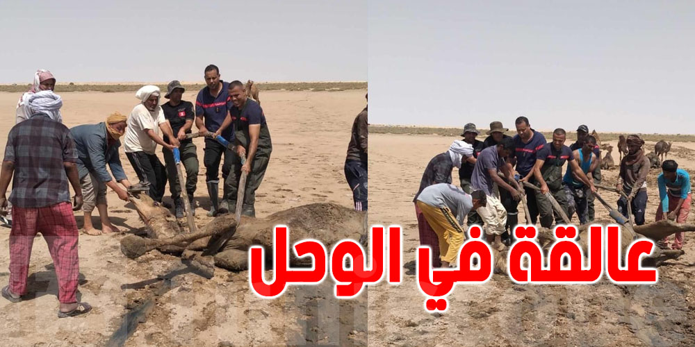 توزر : إبل تعلق في الوحل و الحماية المدنية تتدخل