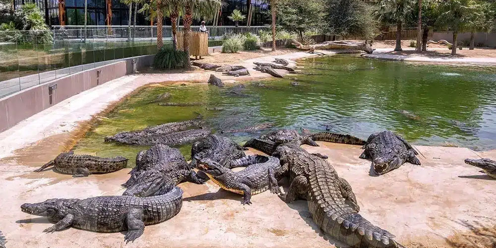Bientôt à Sfax : un parc aux crocodiles en préparation