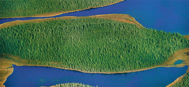 Il y a 3 mille milliards d’arbres sur la Terre, plus de 420 arbres par personne