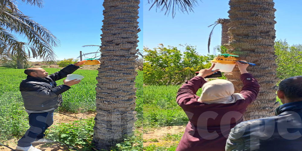 تطاوين تطمئن الفلاحين: لا وجود لدودة الحشد الخريفية