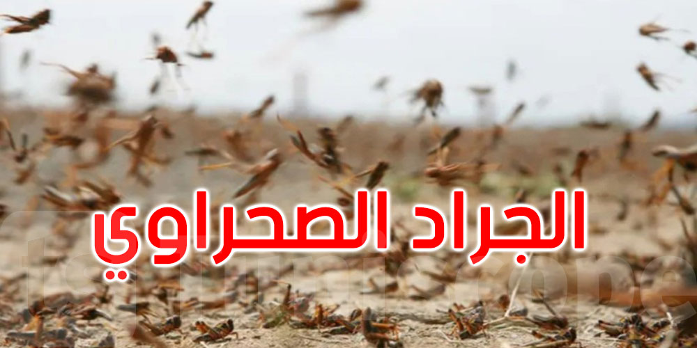 بعد ظهوره في دول مجاورة: مخاوف من تسلل الجراد عبر الحدود الجزائرية