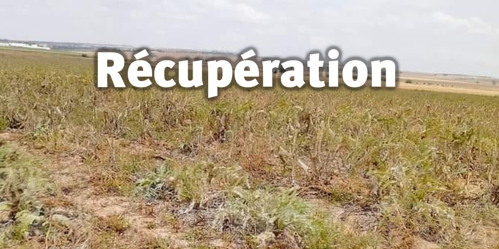Récupération d’un terrain domanial agricole d’une superficie de 117 hectares