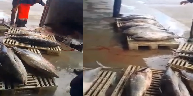 بالفيديو: العاصمة: حجز 3 أطنان من أسماك التنّ الفاسد