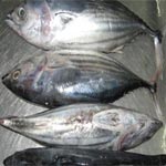Gabès : Saisie de 1200 kg de thon dont la pêche est interdite