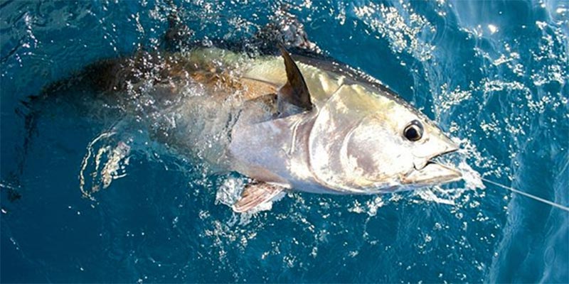 وزارة الفلاحة تدعو البحارة الى صيد ''معقول '' للتن الاحمر لتلافي عقوبات اللجنة الدولية لصيد التنيات
