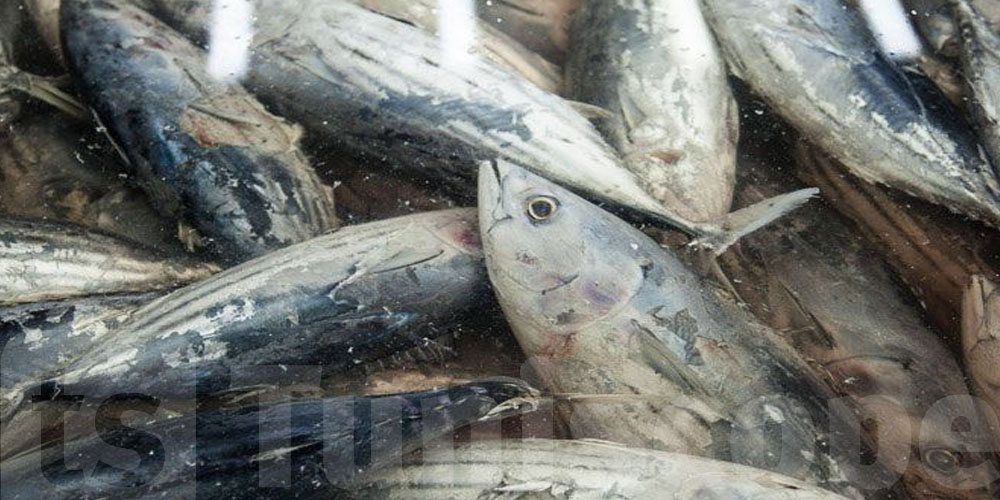 500 kg de thon avarié, saisis à ...