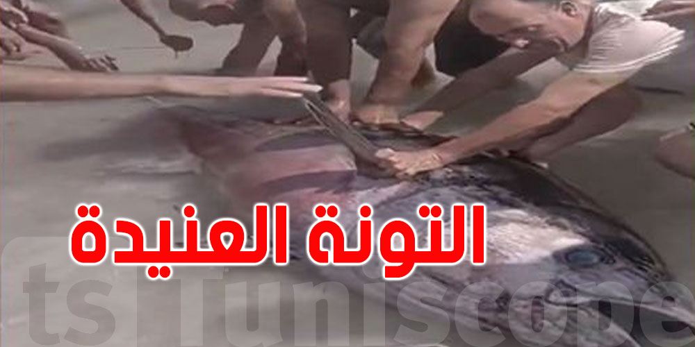 خبيرة: ما وُجد بشاطئ المهدية هو ''التونة العنيدة''