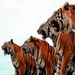 Kélibia : Quatre tigres du cirque italien se sauvent de leurs cages