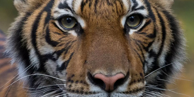 Covid-19: Un tigre d’un zoo de New York testé positif