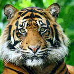 Un tigre attaque une gardienne de zoo, en Nouvelle Zélande et la tue