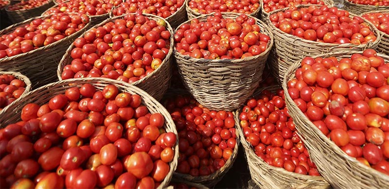 نحو مراجعة السعر المرجعي للطماطم الفصلية المعدة للتحويل