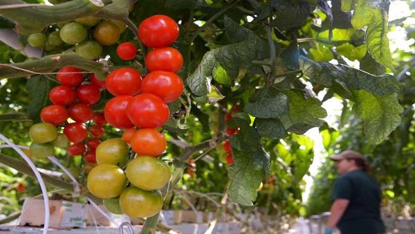 الطماطم التركية ستملأ رفوف السوق الروسية