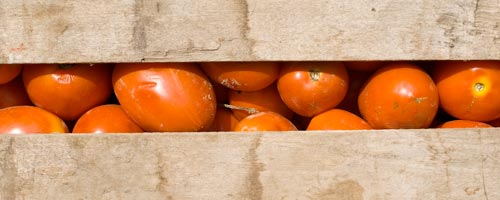 tomate-210512-1.jpg