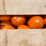 Les agriculteurs réclament la révision du prix de la tomate destinées à la transformation