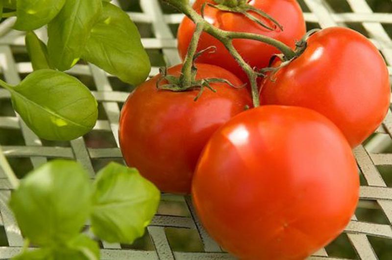 الجامعة الجهوية للطماطم تدعو الى مقاطعة زراعة الطماطم الفصلية المعدة للتحويل