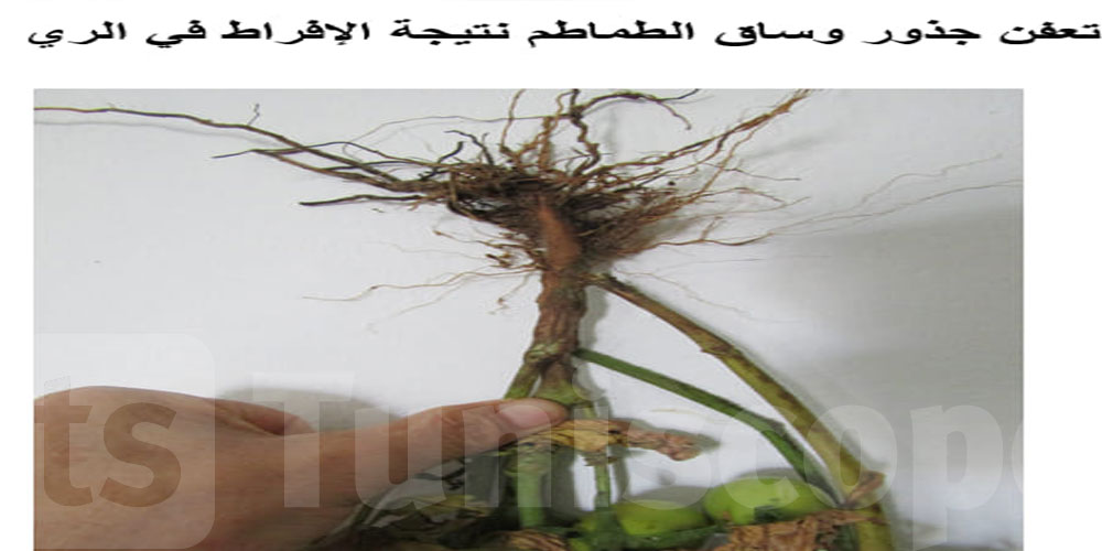 وزارة الفلاحة تدعو المنتجين إلى ترشيد ري زراعة الطماطم الفصليّة المعدّة للتّحويل 