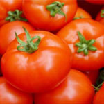 150 mille tonnes de tomate prévus pour la saison en cours