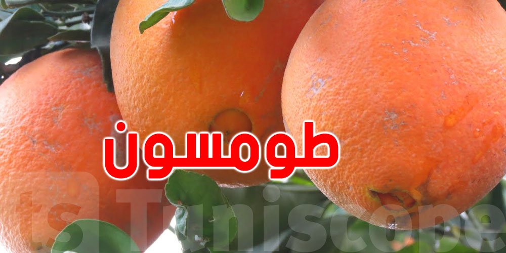 بعد الفيضانات: هذا سوم ''الطومسون'' من عند الفلّاح