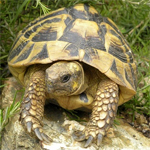 Médenine : Echec d’une opération de contrebande de tortues menacées d’extinction 