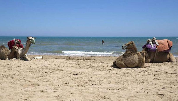 تونس تفتح المجال أمام المستثمرين السعوديين لملكية الأراضي في الساحل