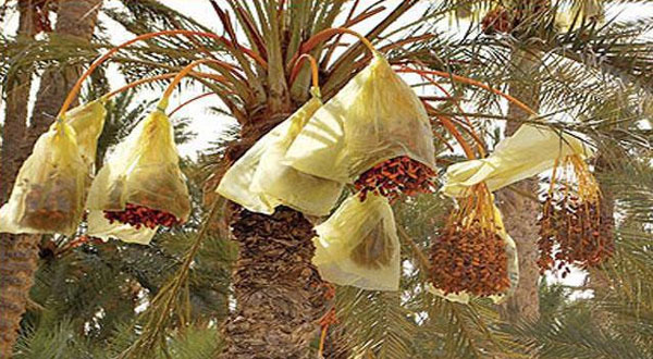 بيع أكثر من نصف صابة التمور بتوزر على رؤوس النخيل
