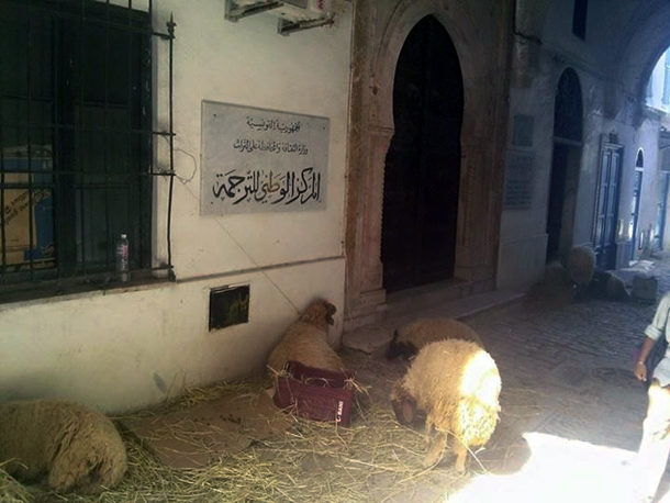 Photo du jour: Des moutons bien installés devant le Centre National de la Traduction à Bab Souika 