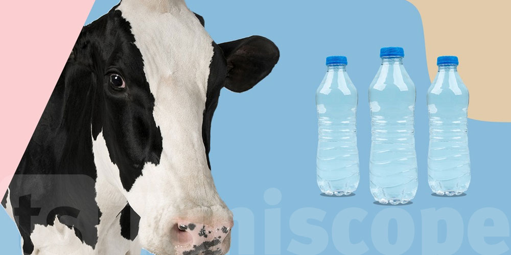 Tunisie : Qui est responsable de l'ajout d'eau dans le lait ?