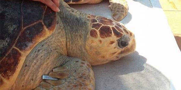 En photos : Relâché de 3 tortues marines Caretta Caretta à Monastir