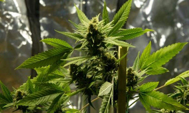 Le cannabis légalisé en Colombie pour usage médical, uniquement