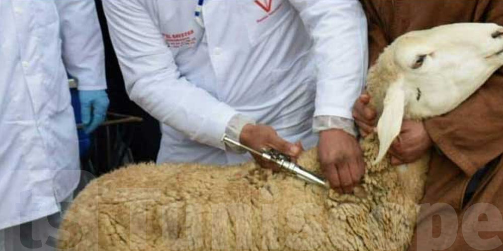 حملة وطنية لحماية القطيع: تلقيح شامل ينطلق اليوم في كل الولايات