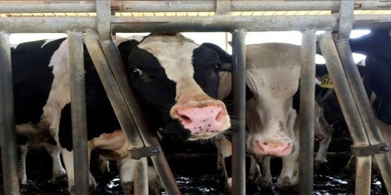 جندوبة: ضبط شاحنة محملة بأبقار مهربة في فرنانة