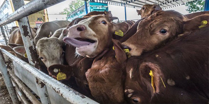زغوان: ضبط شاحنة محملة برؤوس أبقار مسروقة
