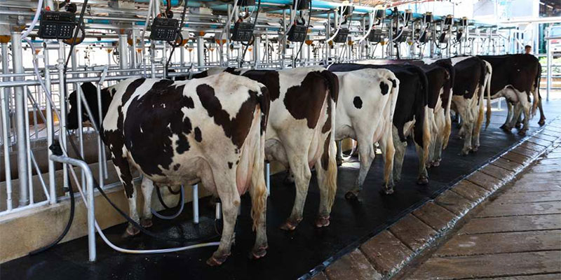 Que faut’il pour Sauver la filière lait tunisienne ?