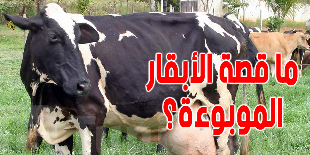 منع توريد الأبقار : وزارة الفلاحة تنشر هذا التحذير