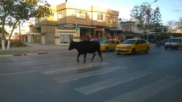 En photos : Les vaches se promènent tranquillement sur la corniche de Bizerte