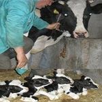 Inédit : Une vache donne naissance à des quadruplés au Kef