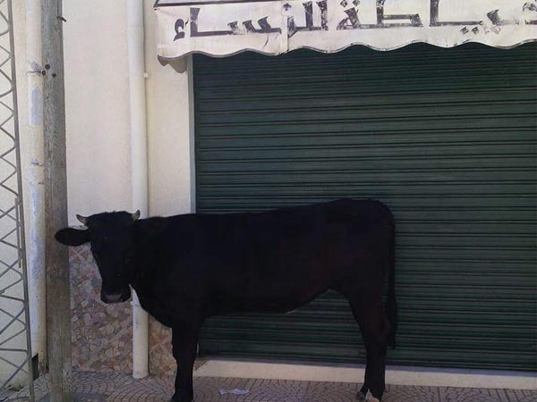 En photos : Les vaches continuent à envahir les rues de Bizerte