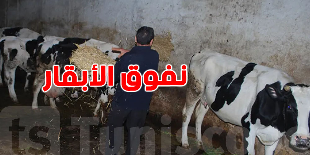 نفوق الأبقار: فلاحو بنزرت يستغثون