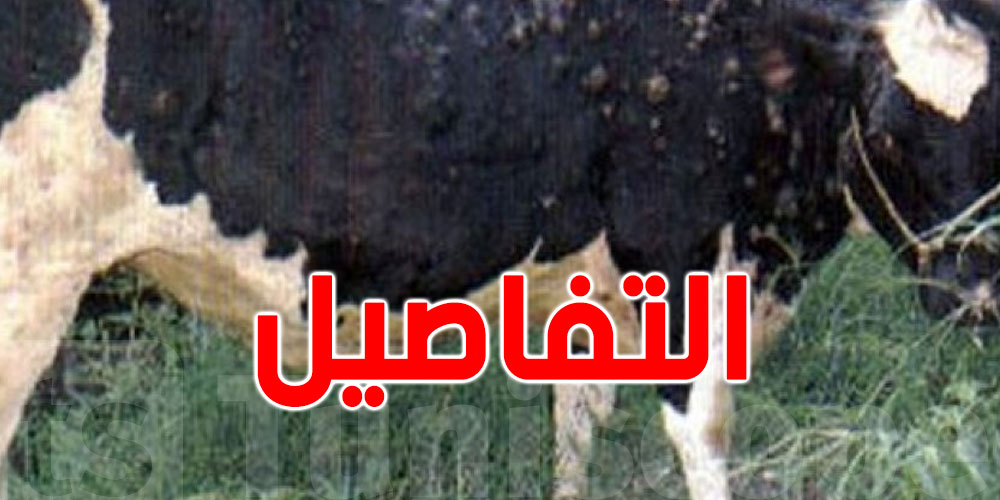 60 بؤرة لمرض الجلد العقدي في تونس: تحذيرات وإجراءات وقائية ضرورية