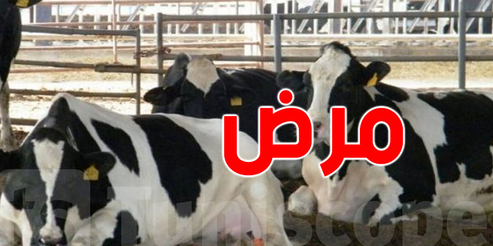 انطلاق حملة تلقيح الأبقار في سيدي بوزيد