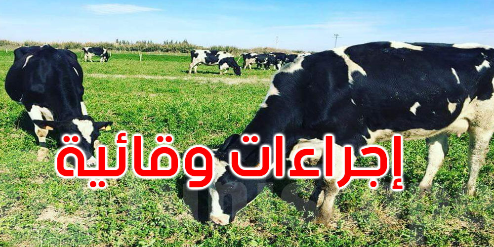   الجلد العقدي : تلقيح 36 ألف رأس من قطيع الأبقار في نابل